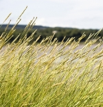 Linkt to Chair of Grassland Science